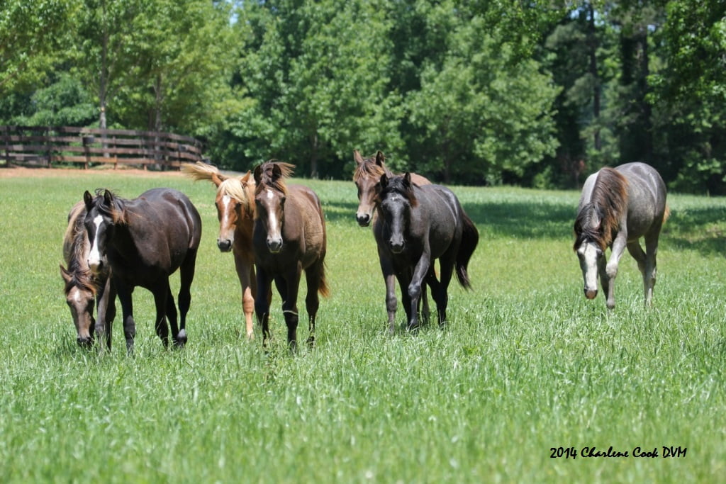 Wage War On Equine Parasites