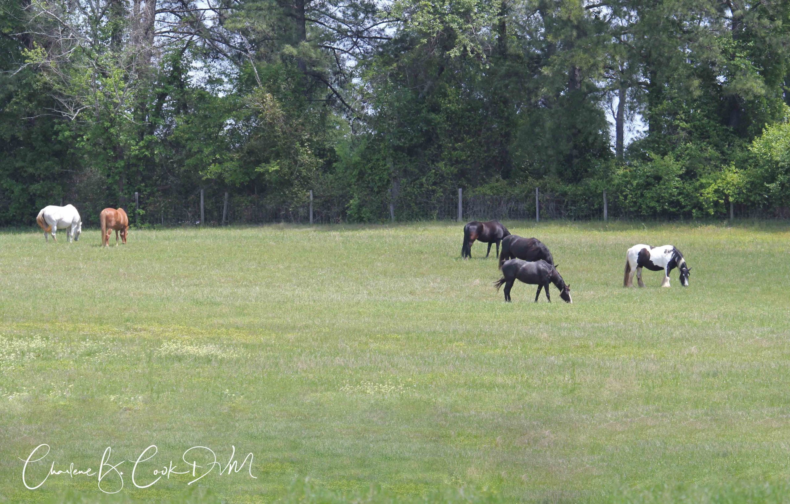 My Pasture Is Killing Me!