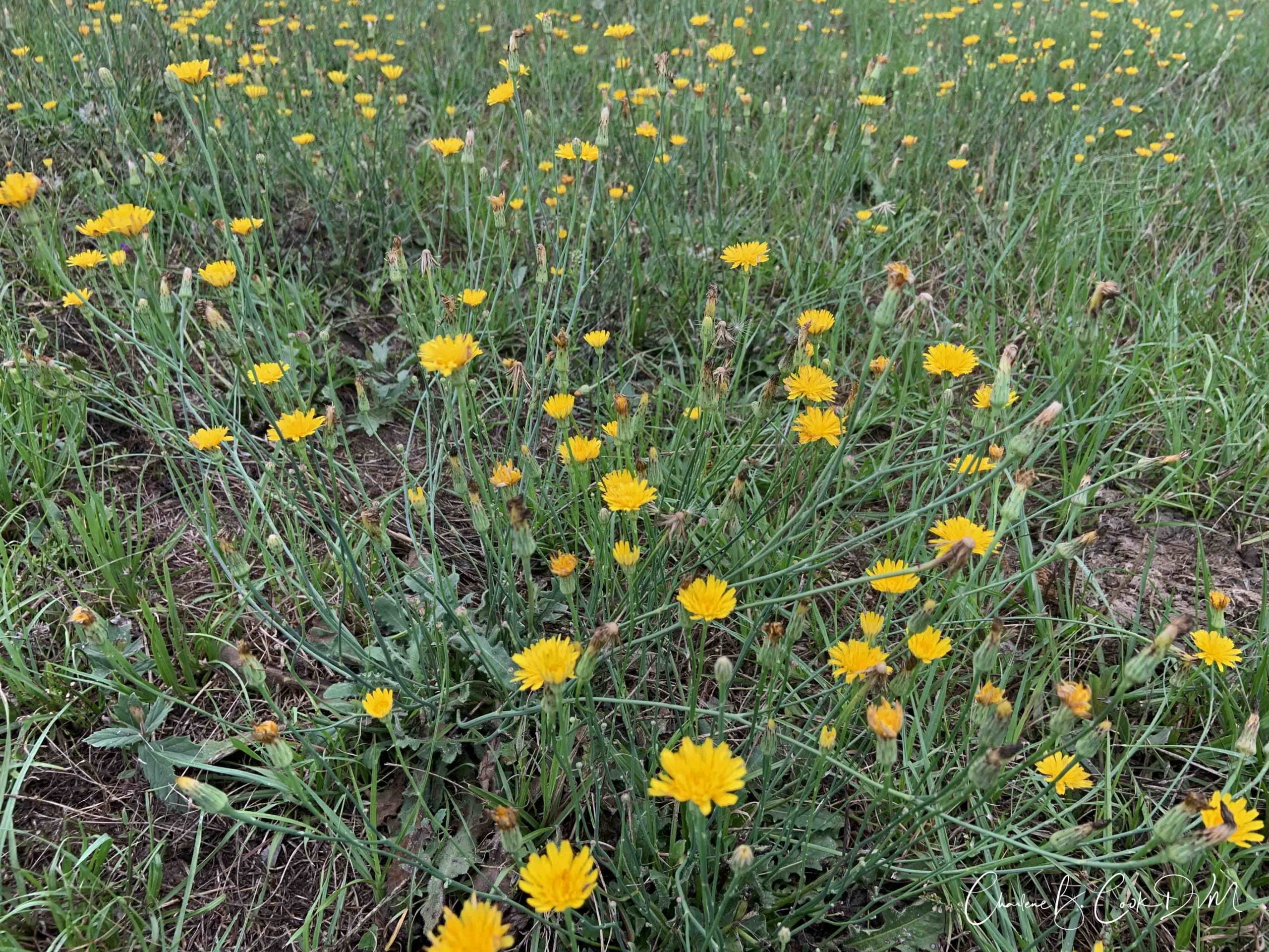 There’s A New Troublemaker In Town!