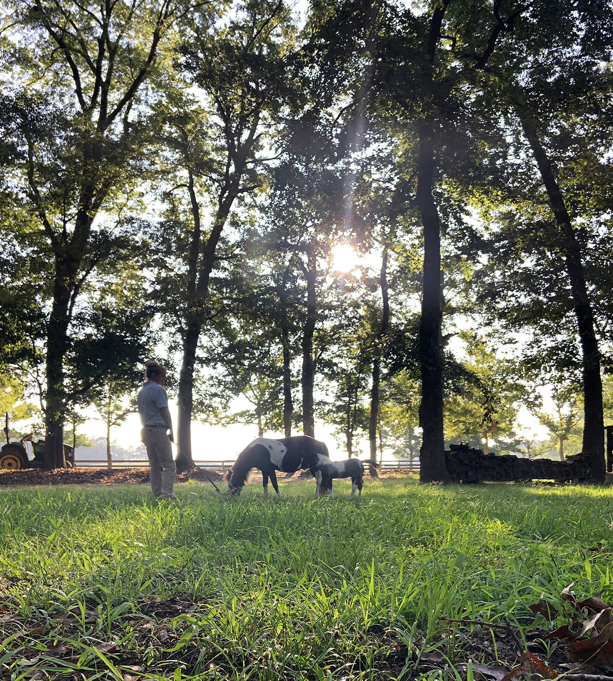 Equine Veterinarian in Fort Valley, GA Equine Veterinarian in Fort Valley, GA