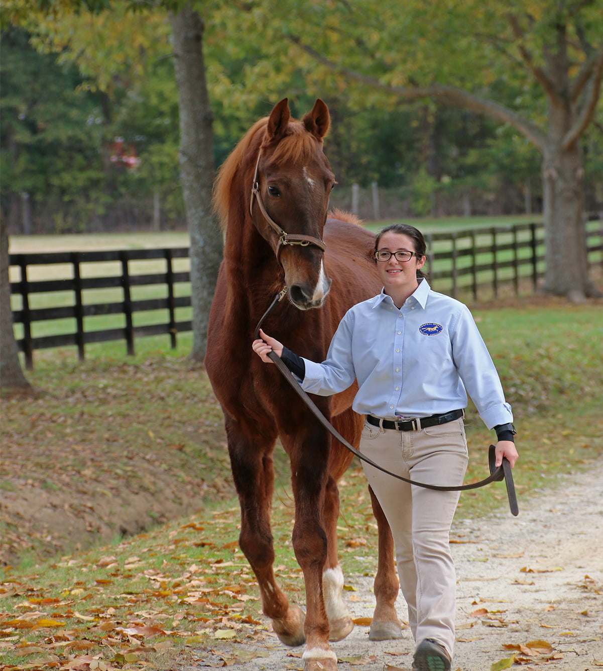 Equine Veterinarian in Fort Valley, GA Equine Veterinarian in Fort Valley, GA