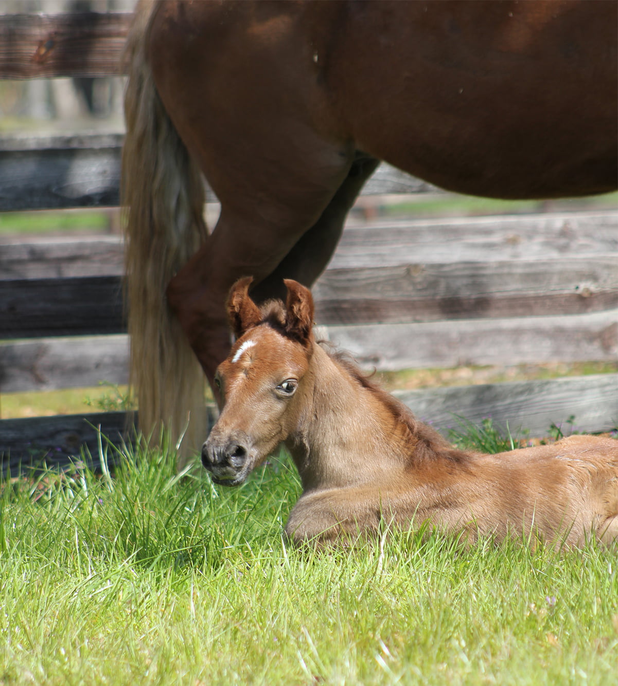 Equine Veterinarian in Fort Valley, GA Equine Veterinarian in Fort Valley, GA