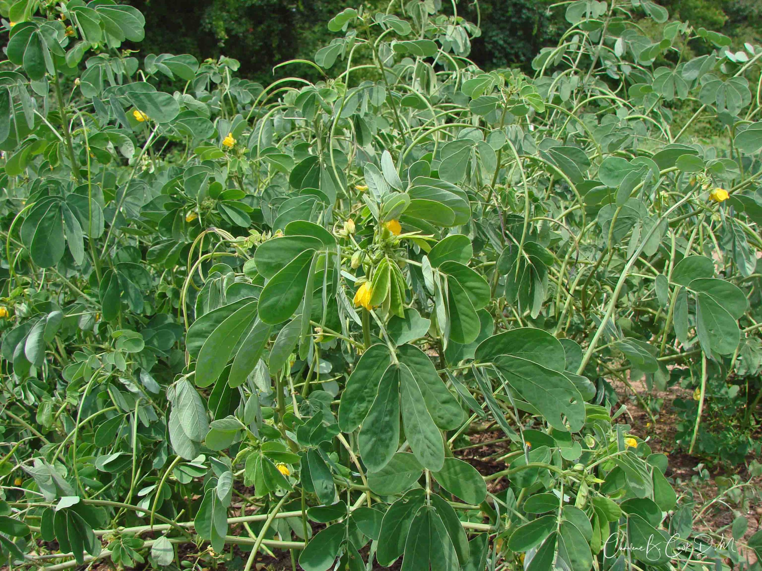 My Pasture Is Poisoning Me!