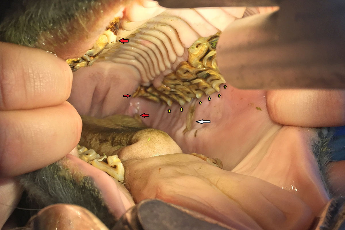 Learn to Recognize Your Horse’s Dental Problems