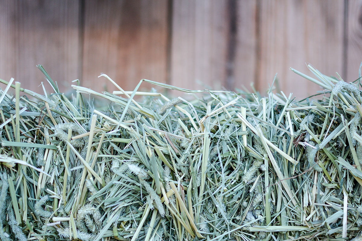 10 Tips for Choosing the Best Hay for Your Horse