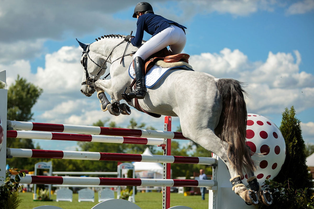 Understanding Your Horse Insurance Responsibilities