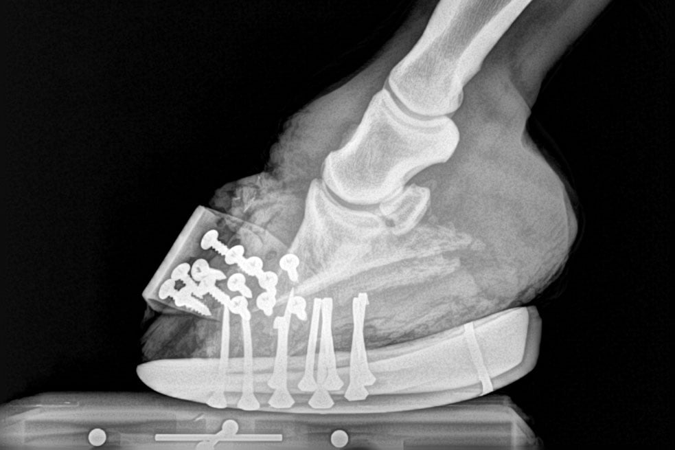 Learn to Recognize the Signs of Laminitis