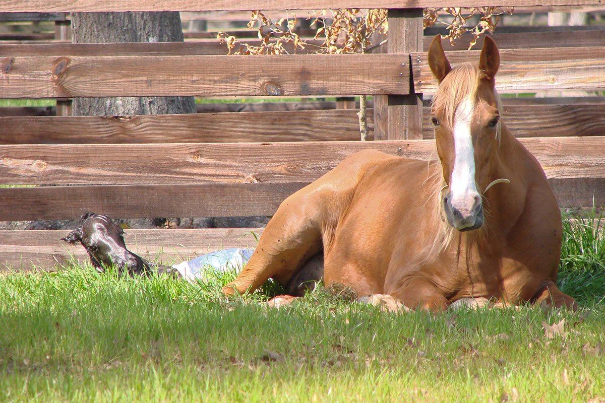 Help Your Mare Have a Safe Delivery