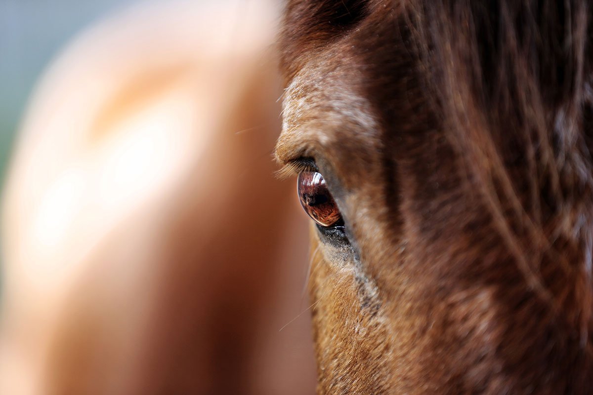 Caring for Your Senior Horse