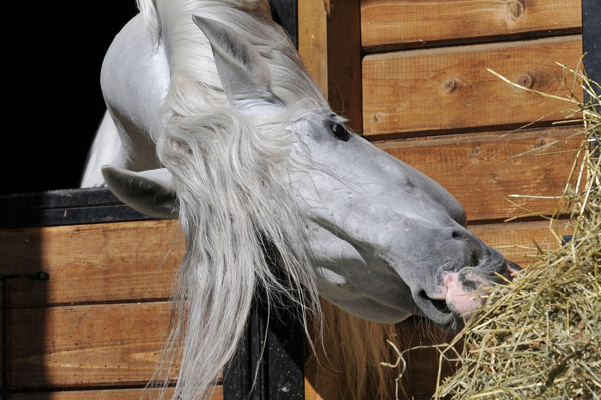 Reduce Your Horse’s Gastric Ulcer Risk